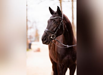 Selle autrichien, Jument, 6 Ans, 170 cm, Noir