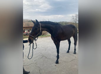 Selle autrichien, Jument, 6 Ans, 172 cm, Bai brun foncé