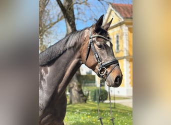 Selle autrichien, Jument, 6 Ans, 173 cm, Bai