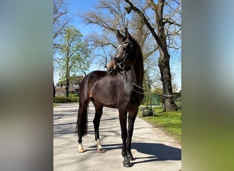 Selle autrichien, Jument, 6 Ans, 173 cm, Bai