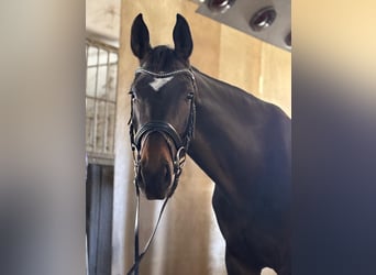 Selle autrichien, Jument, 6 Ans, 173 cm, Bai