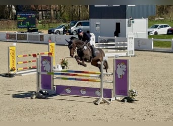 Selle autrichien, Jument, 7 Ans, 170 cm, Bai brun
