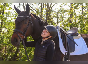 Selle autrichien, Jument, 7 Ans, 172 cm, Bai brun
