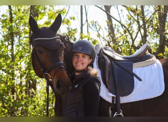 Selle autrichien, Jument, 7 Ans, 172 cm, Bai brun