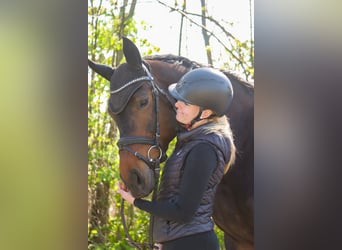 Selle autrichien, Jument, 7 Ans, 172 cm, Bai brun
