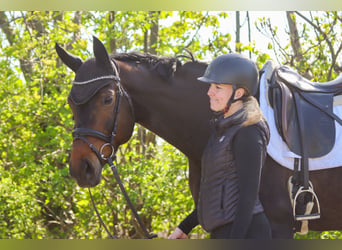 Selle autrichien, Jument, 7 Ans, 172 cm, Bai brun