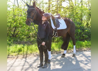 Selle autrichien, Jument, 7 Ans, 172 cm, Bai brun