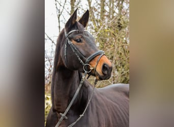 Selle autrichien, Jument, 7 Ans, 172 cm, Bai brun