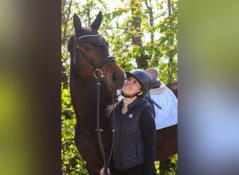 Selle autrichien, Jument, 7 Ans, 172 cm, Bai brun