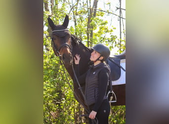 Selle autrichien, Jument, 7 Ans, 172 cm, Bai brun