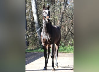 Selle autrichien, Jument, 7 Ans, Bai brun