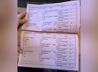 Selle autrichien, Jument, 8 Ans, 162 cm, Bai