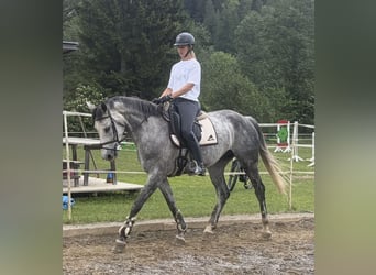 Selle autrichien, Jument, 8 Ans, 167 cm, Gris