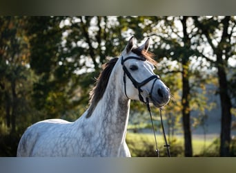 Selle autrichien, Jument, 8 Ans, 174 cm, Gris pommelé