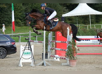 Selle autrichien, Jument, 9 Ans, 167 cm, Bai