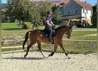 Selle autrichien, Jument, 9 Ans, 170 cm, Bai