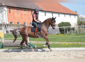 Selle autrichien, Jument, 9 Ans, 170 cm, Bai
