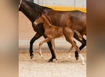 Selle autrichien, Jument, Poulain (06/2024), 169 cm, Alezan