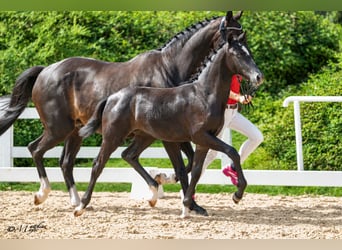 Selle autrichien, Jument, Poulain (03/2026), 172 cm, Gris noir