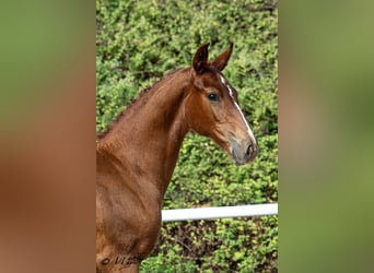 Selle autrichien, Jument, Poulain (04/2026), Alezan