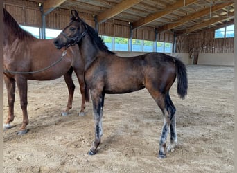 Selle autrichien, Jument, Poulain (05/2025), Bai brun