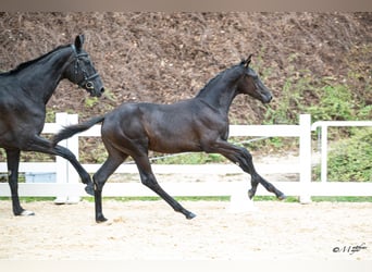 Selle autrichien, Jument, Poulain (04/2026)