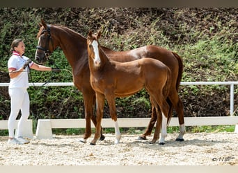 Selle autrichien, Jument, Poulain (04/2026)