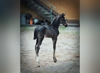 Selle autrichien, Jument, , Noir
