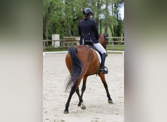 Selle Français, Castrone, 10 Anni, 167 cm, Baio