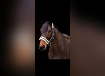 Selle Français, Castrone, 10 Anni, 168 cm, Baio scuro