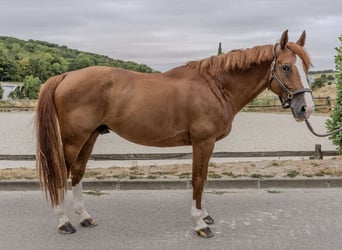 Selle Français, Castrone, 10 Anni, 170 cm, Sauro