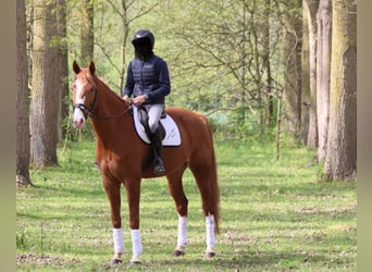 Selle Français, Castrone, 10 Anni, 170 cm, Sauro