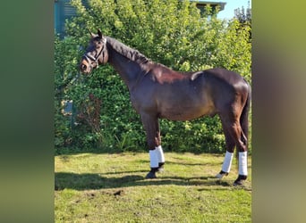 Selle Français, Castrone, 10 Anni, 172 cm, Baio scuro