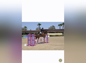 Selle Français, Castrone, 10 Anni, 174 cm, Baio