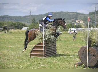 Selle Français, Castrone, 11 Anni, 148 cm, Baio ciliegia