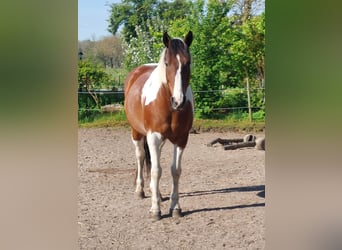Selle Français, Castrone, 11 Anni, 158 cm, Tobiano-tutti i colori