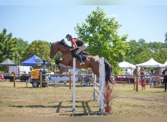 Selle Français, Castrone, 11 Anni, 163 cm, Baio nero