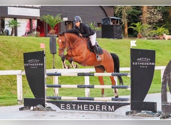 Selle Français, Castrone, 11 Anni, 165 cm, Baio