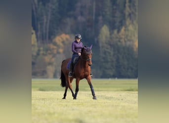 Selle Français, Castrone, 11 Anni, 166 cm, Baio