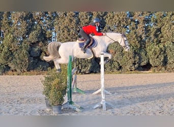 Selle Français, Castrone, 11 Anni, 170 cm, Bianco