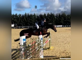 Selle Français, Castrone, 11 Anni, 175 cm, Baio