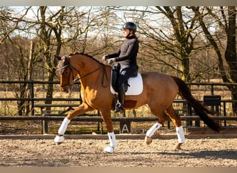 Selle Français, Castrone, 11 Anni, 175 cm