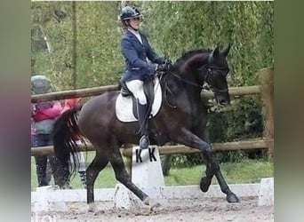 Selle Français, Castrone, 12 Anni, 163 cm, Baio