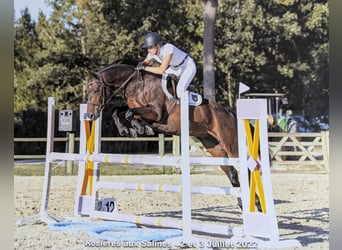 Selle Français, Castrone, 12 Anni, 163 cm, Baio nero