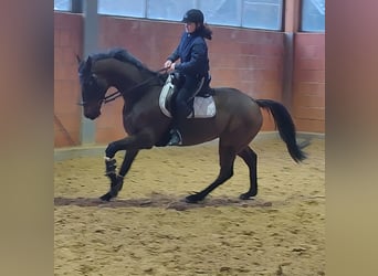 Selle Français, Castrone, 12 Anni, 175 cm, Baio