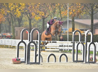 Selle Français, Castrone, 13 Anni, 169 cm, Baio