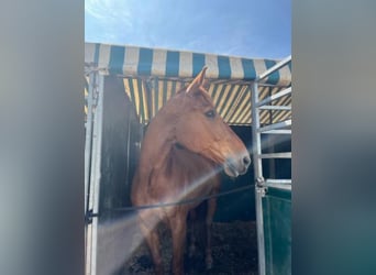 Selle Français, Castrone, 13 Anni, 170 cm, Sauro