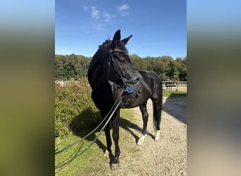 Selle Français, Castrone, 13 Anni, 173 cm, Morello