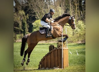 Selle Français, Castrone, 14 Anni, 165 cm, Baio