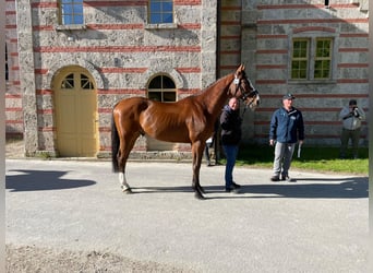 Selle Français, Castrone, 14 Anni, 165 cm, Baio